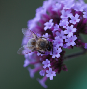 bee-lover-beekeeper-naturelover