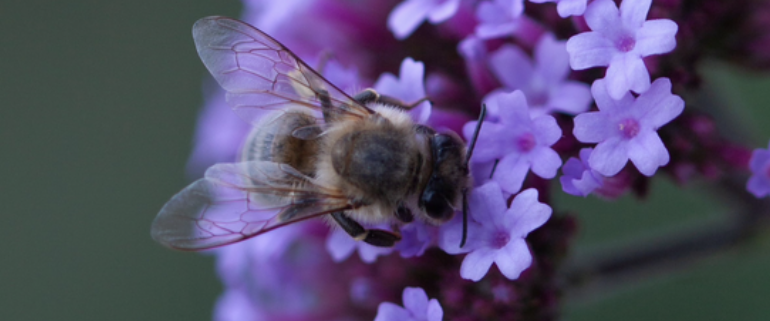 bee-lover-beekeeper-naturelover